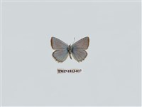 藏品(小灰蝶科)的圖片